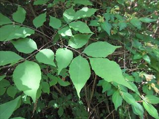 マルバアオダモ